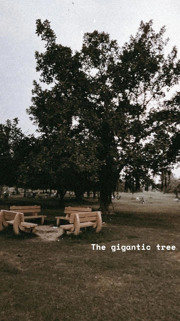 The gigantic tree